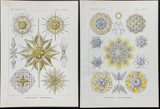 Haeckel - 5 Sea Life Lithographs