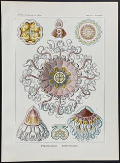 Haeckel - Jellyfish; Peromedusae. 38