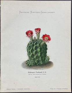 Schumann - Cactus. 26