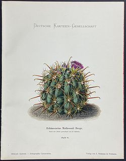 Schumann - Cactus. 8