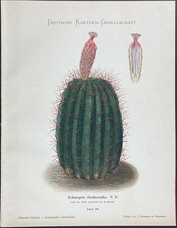Schumann - Cactus. 16