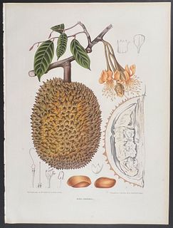 Nooten, Folio - Durian; Durio Zibethinus