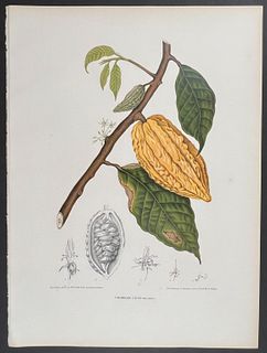 Nooten, Folio - Cacao Tree (Cocoa Tree); Theobroma Cacao