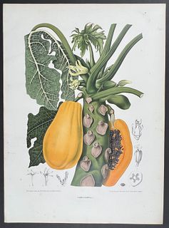 Nooten, Folio - Papaya; Carica Papaya