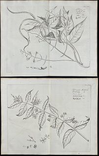 Rheede - 3 Botanical Engravings