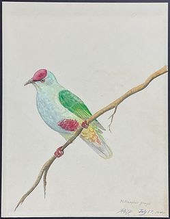 Kenyon, Original Watercolor - Fruit Dove, Found July 1944