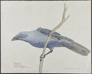 Kenyon, Original Watercolor - South Melanesian Cuckooshrike, Found at Gilbert Islands, November 1943