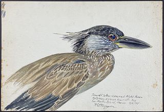 Kenyon, Original Watercolor - Bancroft Yellow-crowned Night Heron, Found at San Martin Island, Mexico, Found April 1946