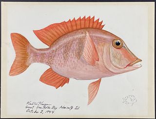Kenyon, Original Watercolor - Grunt Fish, Found at Admiralty Isles, Sea Adler Bay, October 1944