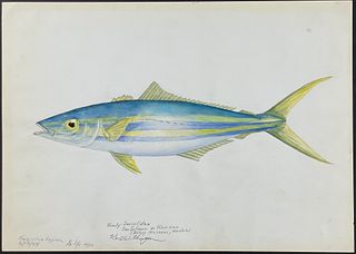 Kenyon, Original Watercolor, Hawaii - Sea Salmon or Kamanu, Found at Bishop Museum, Honolulu, Hawaii, February 1944
