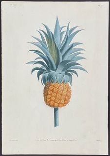 Prevost - Pineapple - Etude d'un Ananas