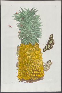 Merian, Folio - Pineapple, Butterfly, & Moth. 2