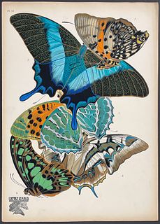 Seguy - Butterflies or Moths. 13