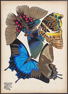Seguy - Butterflies or Moths. 16