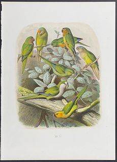 Reichenow - Parrots & Conures. 17