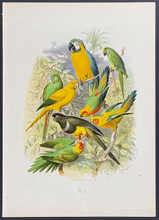 Reichenow - Parrots (Including Carolina Parrot). 2