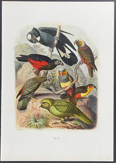 Reichenow - Parrots (Including Kakapo [Ground Parrot from New Zealand], and other likely Australian or New Zealand Birds). 18