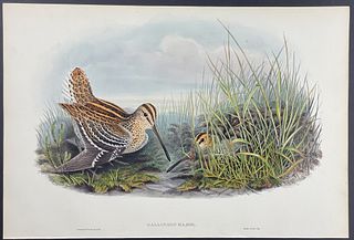 Gould - Great Snipe