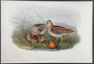 Gould - Common Snipe
