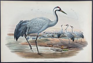 Gould - Common Crane
