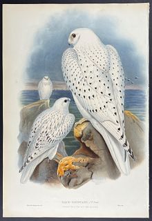 Gould - Greenland Falcon