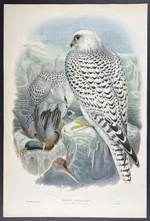 Gould - Greenland Falcon (dark race)