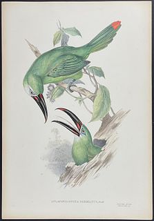 Gould - Chestnut-tipped Toucanet (Aulacorhamphus Derbianus)