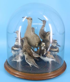 Victorian Bird Taxidermy Diorama.