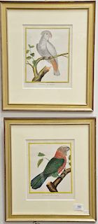 Francois-Nicholas Martinet (1760-1800) 
Set of five hand colored lithographs 
Bird Studies 
(1) Lory d' Amboine 
(2) Petit Kakatoes,...