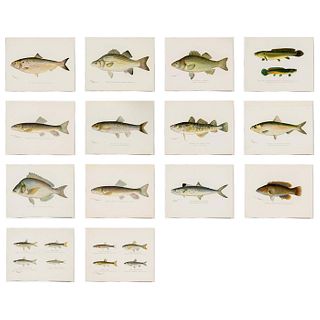 14pc American Game Fish Prints, Sherman Foote Denton