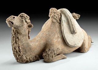 Chinese Tang Dynasty Seated Camel Wearing Saddle, TL'd