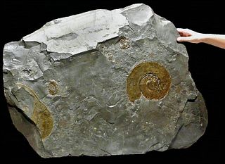 Massive Fossilized Jurassic Pyritized Ammonites