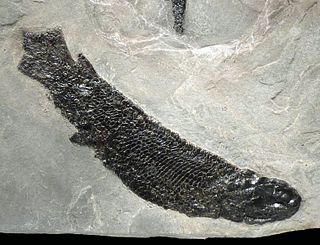 Fossilized Lungfish Gyroptychius & Osteolepsis Matrix