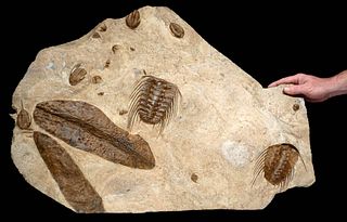 Rare Fossilized Coral & Trilobites in Matrix