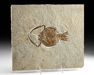 Rare Fossilized Crustacean in Matrix - Cycleryon