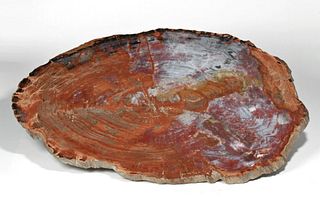 Huge Arizona Petrified Tree Slice - Over 40" W!