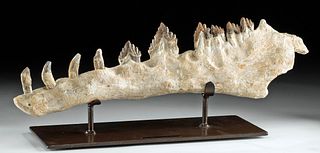 Fossilized Moroccan Basilosaurus Mandible Bone w/ Teeth