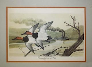Sporting print "Canvasbacks on the Ohio" by John A. Ruthven. 20"x12". 22'x28" framed.