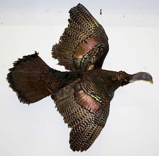 Full body male (Tom) turkey mount. To Benefit the Shelburne Museum Acquisition Fund.