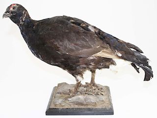 Full body chicken pheasant mount. To Benefit the Shelburne Museum Acquisition Fund.