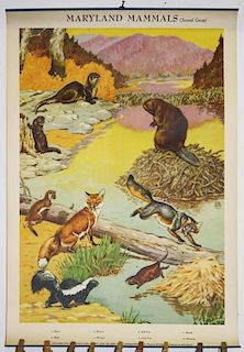3 Maryland Mammals & Summer Birds color litho posters, one dated 1951, published by the Maryland Gam