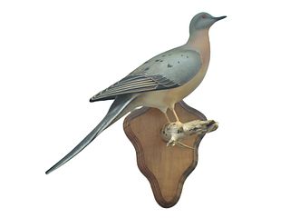 Passenger pigeon, William Gibian, Onancock, Virginia.