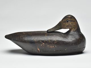 Very rare preening black duck, Joseph Crumb, Oyster, Virginia, 1st quarter 20th century.
