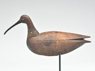 Large curlew from Cobb Island, Virginia, 1st quarter 20th century.