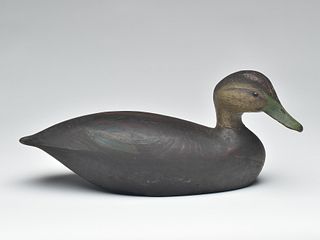 Early black duck, Ward Brothers, Crisfield, Maryland.