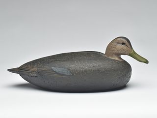 Black duck, Lou Rathmell, Stratford, Connecticut.