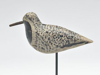 Black bellied plover from Long Island, New York, last quarter 19th century.
