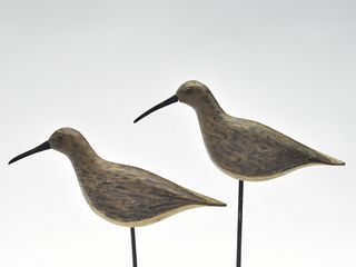 Pair of dowitchers from Long Island, New York, circa 1900.