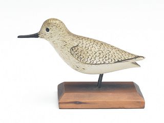 Miniature black bellied plover in winter plumage, George Boyd, Seabrook, New Hampshire.