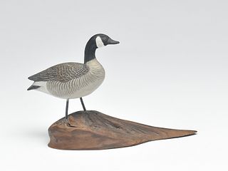 Miniature Canada goose, Jess Blackstone, Concord, New Hampshire.